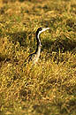 Black headed Heron Amboseli Kenya